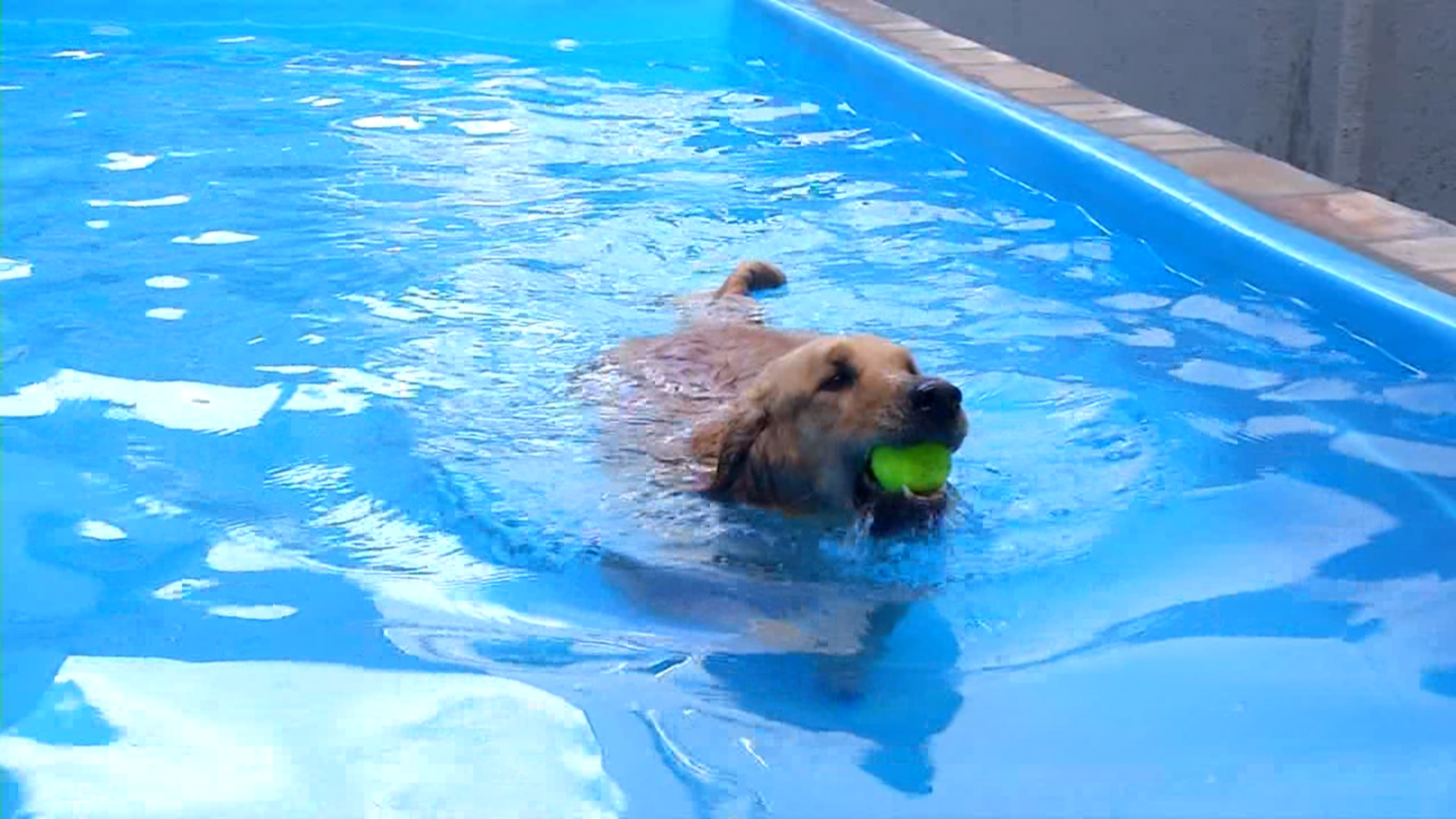 Novidade: cães mais hiperativos podem ser melhor educados
